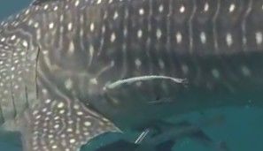 9d2b1b74-0f14-486a-967b-0eaa426b2cde