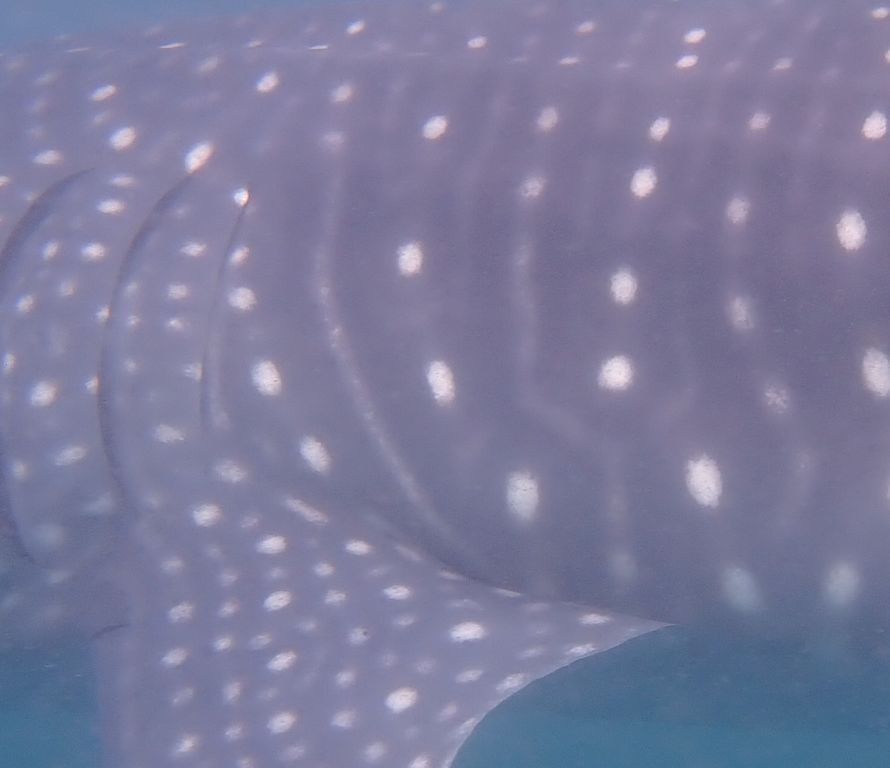 4da8dcba-1229-4943-9a53-16a010a7b4cf