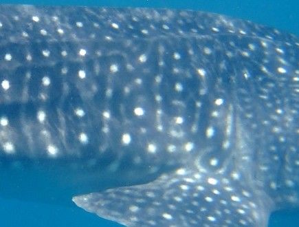 4bc4f798-8ae0-462d-9705-8d1f57e53514