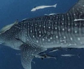 da97e63a-1b81-4eb7-9c8e-043cacf6904d