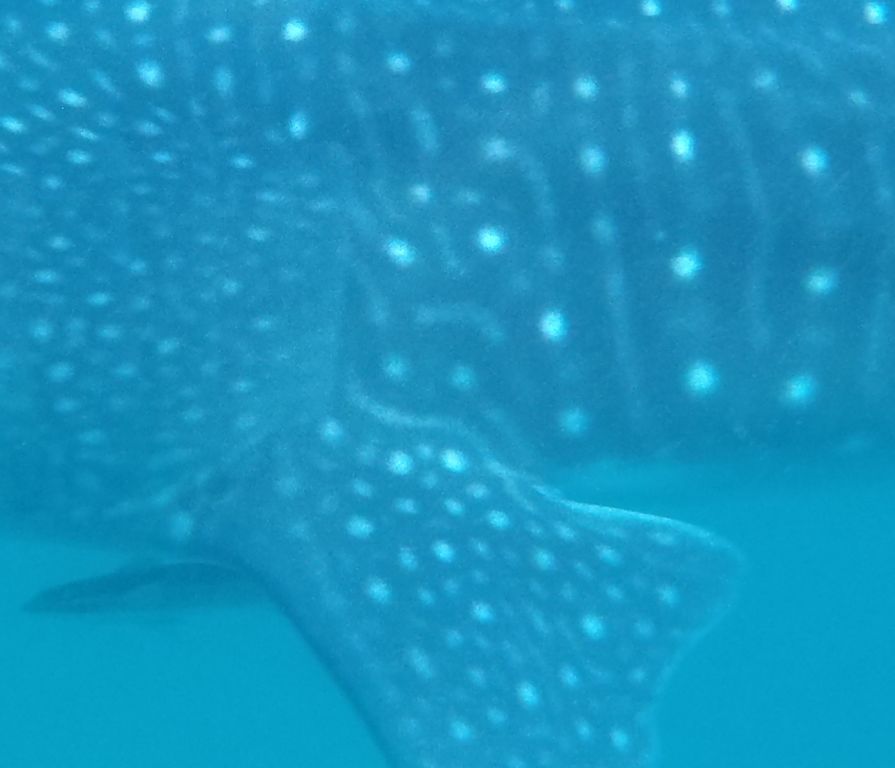 55df68fe-62d3-4b31-9246-ad0b6c739f39