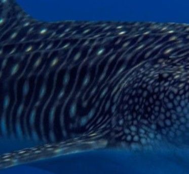 4125759a-2d52-4168-81c6-d38f701682d1