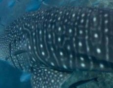 21adb62a-34b3-4835-bca8-cf01513cda5e