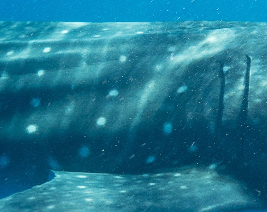 6f3da9a4-5a80-4e6b-a369-a733f0fa5d96