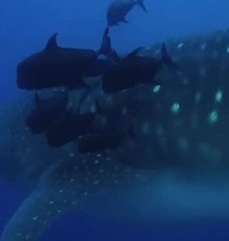 0a2b5cf1-42f0-4e69-bef0-f418c4aedf3d