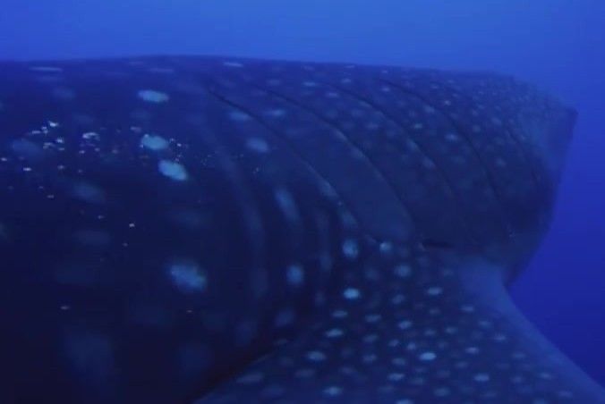 0a2b5cf1-42f0-4e69-bef0-f418c4aedf3d