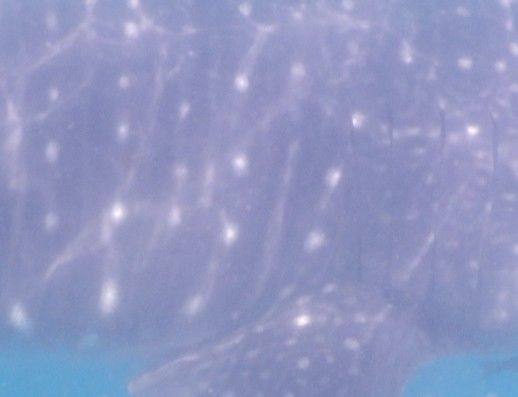 62d9731b-a51c-46e7-9030-acb54d671c96