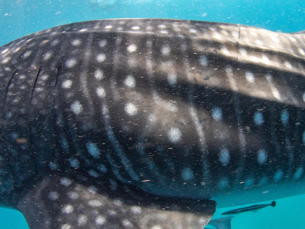 bea6ad4a-d528-4d50-939f-9651626160ac