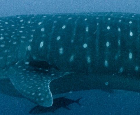 403a5d88-91c4-4ed9-8de2-7e73e2780a95