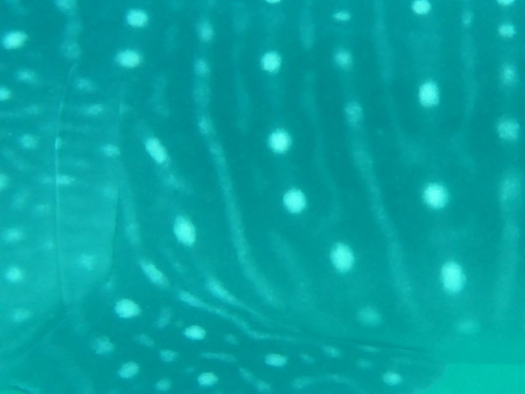 1913ee51-09e3-422e-82e5-9c12598459fe