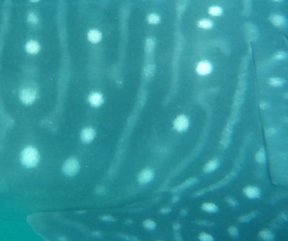 1913ee51-09e3-422e-82e5-9c12598459fe