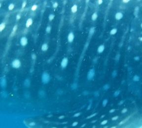 6987a642-0930-4d9f-b850-da7434e1f91e