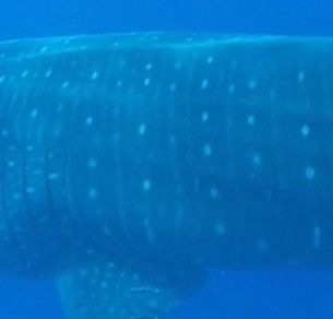 080fa5e5-0568-47ab-bcfe-7a696780b75f