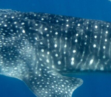 53fa1372-33a9-410f-9337-a7ef4983fea6