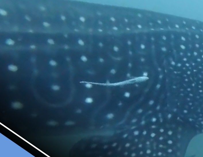 e0626ce5-2396-4c34-af0d-2685f086c562