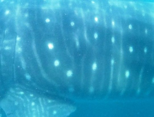 4480c8cb-fb97-4f98-ade3-919eac52a48b