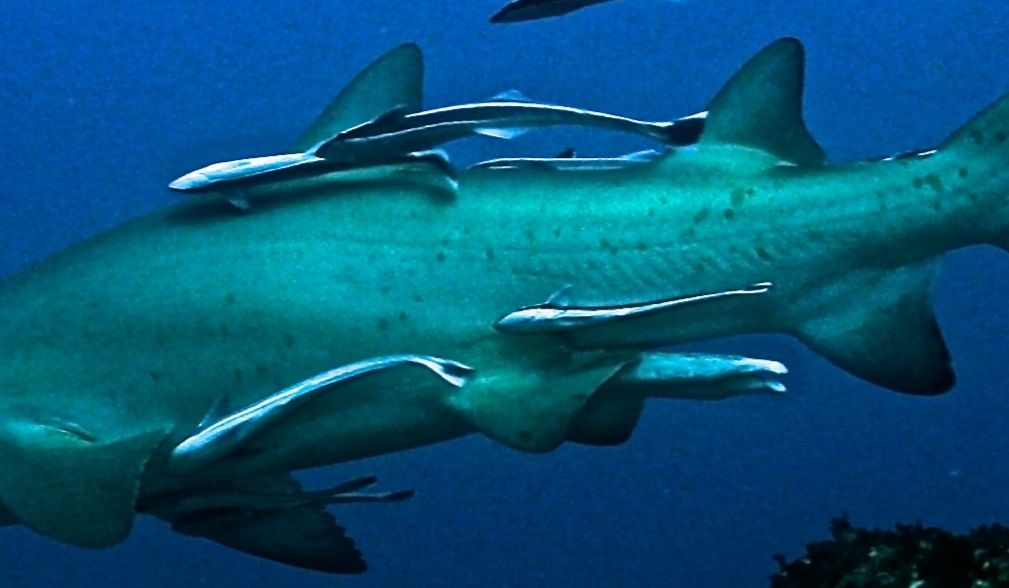 e51d0dad-782b-45c0-bbec-ea902d681eb0