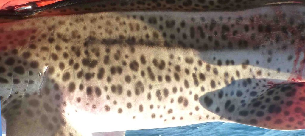 4e68fae3-93b4-4f44-8b3d-c698f2739427