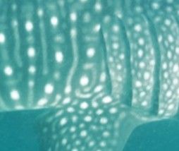 7f289576-093a-4ff4-864e-5ba7f9bad455