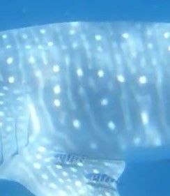 5c51d541-cad4-40f5-b28a-42693bdf23ba