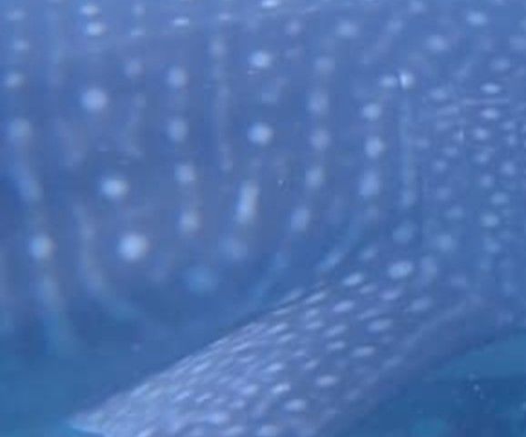 e99833ee-8923-41d5-9a2e-9e07653c2cde