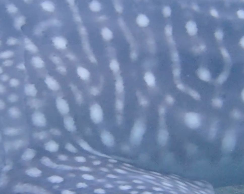 e99833ee-8923-41d5-9a2e-9e07653c2cde