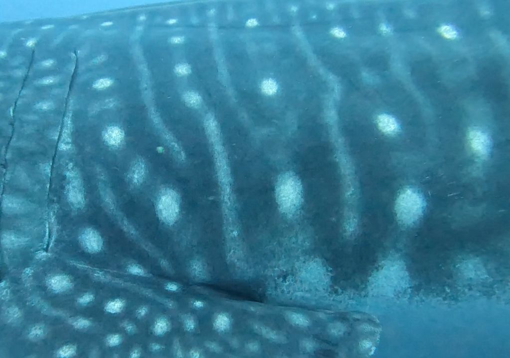 bd6bcabe-144e-4275-8e73-e39cad1b808c