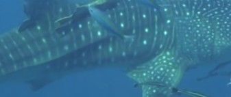 d88bb117-a8a4-442e-afea-82f2742faca6