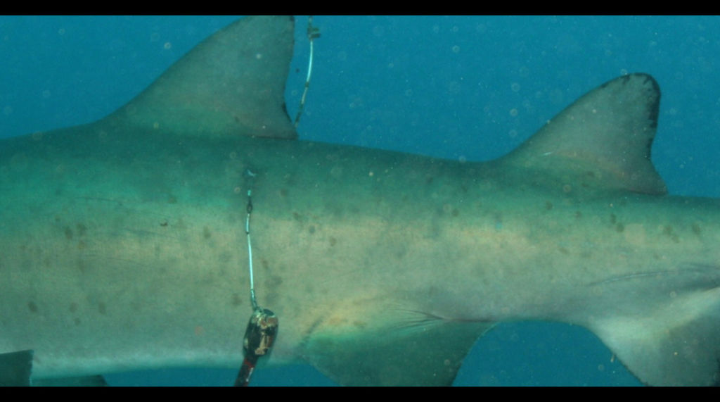 77be973a-84b6-4805-a4c4-ffb717a057ba