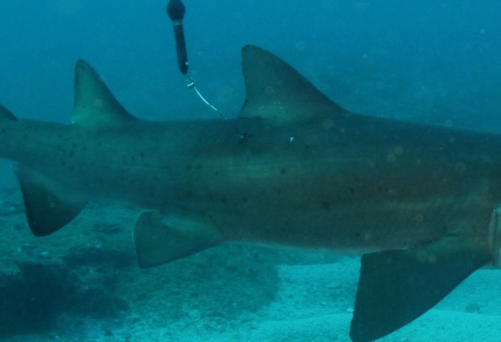 77be973a-84b6-4805-a4c4-ffb717a057ba