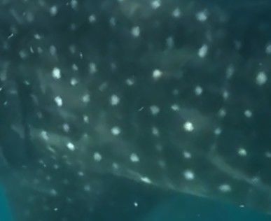 9713129f-f4b3-4c17-bec0-ca3686fceb03