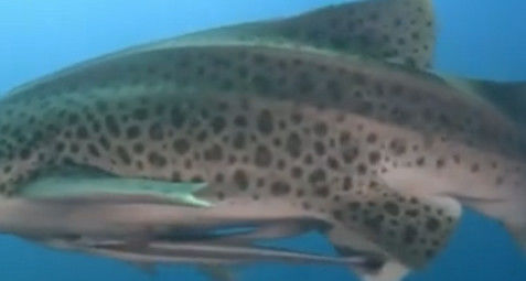 5c6f4b71-a759-44bc-9148-5004f3762f6a