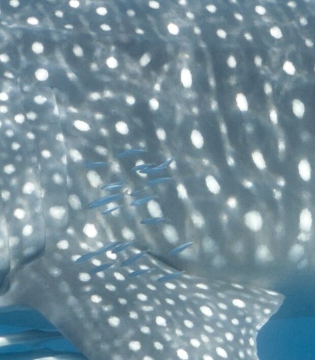 fe9e6689-8b1a-43b0-90ad-ac853604b1db