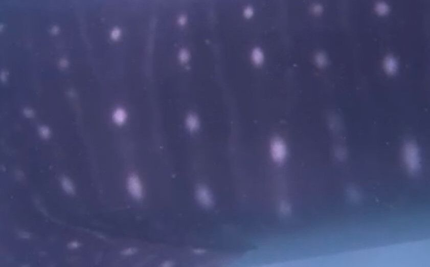 d6a3ecde-d000-4253-9877-9ad14f0d43c9