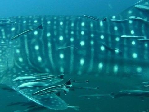 e9eef7ee-99c1-482a-9c52-31841d47f945