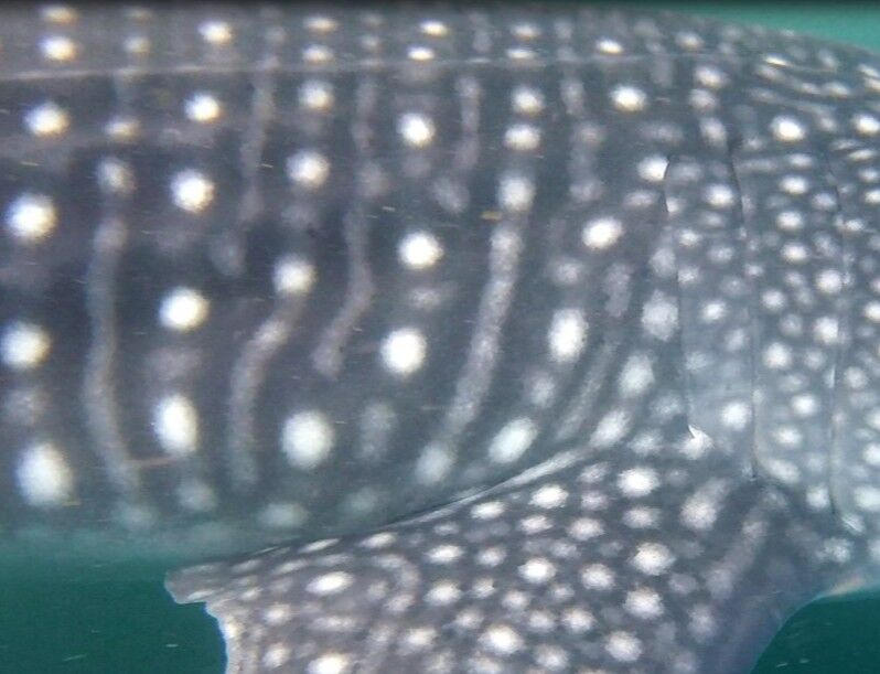 eef48583-9c7d-4ed8-8a35-4ca43e2e0c70