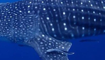 39e5886c-3f6e-482a-ab34-26b2a7d6b53d