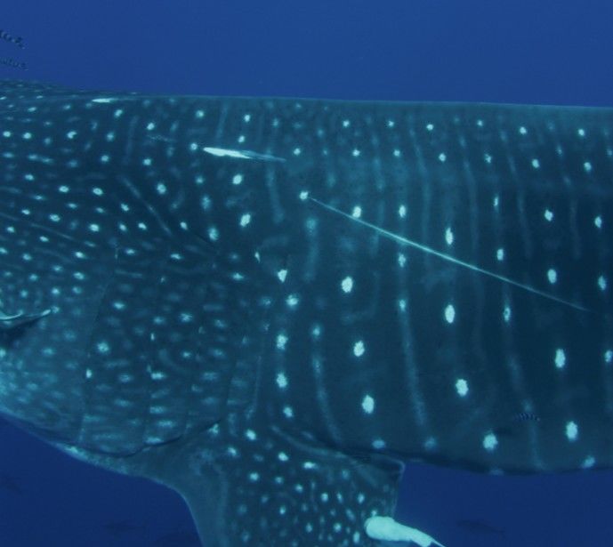 883c2972-4361-499a-9fa7-90eb8c29d903