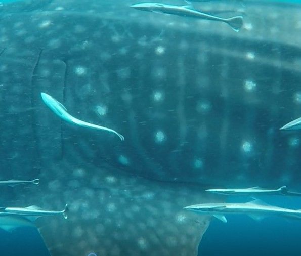 becf5017-7c49-4f83-8b06-9d96ac532c88