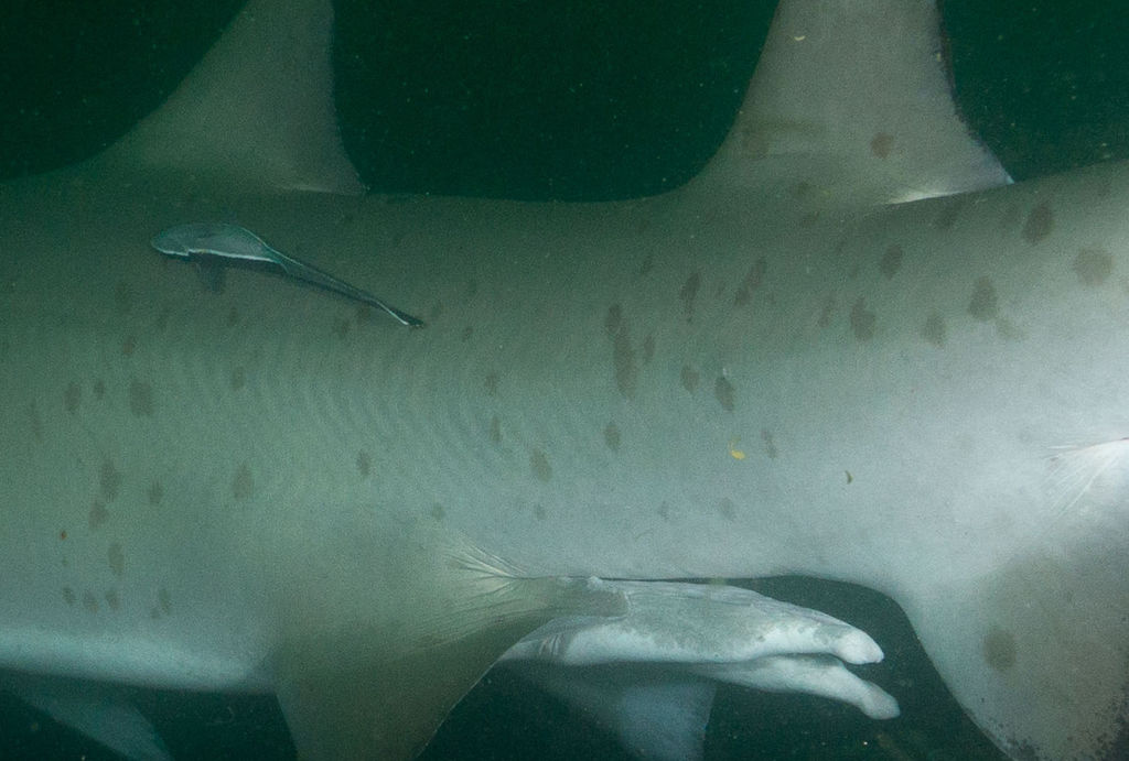 9c5ba708-d863-446a-8071-3e074a741588