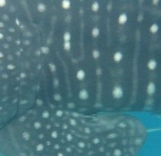 61c9488c-9707-447a-bb28-d971a99e8ac8