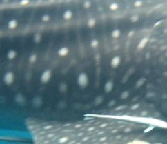 61c9488c-9707-447a-bb28-d971a99e8ac8