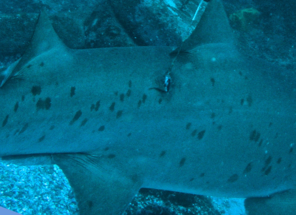 7b47ae73-3a27-4484-82e4-eebb414a4732