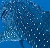 600dc0a4-f789-44d1-95e1-4a87905966b9