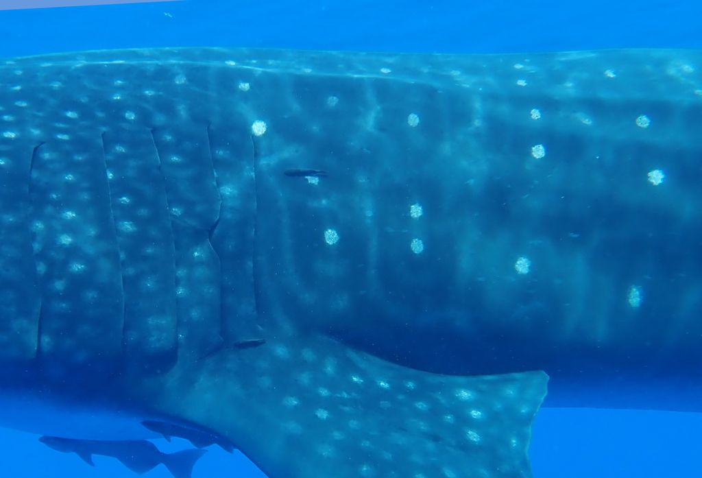 50768d6c-7547-4dc5-9cc7-4e929aa54d7d