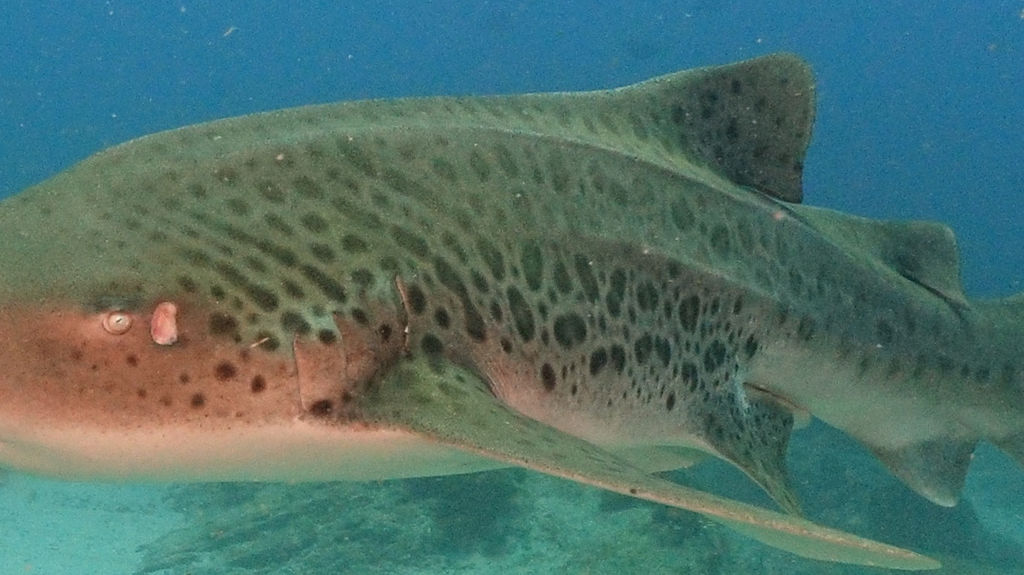 e680a062-cc1d-4e9c-9cac-cdccdec1dc9b