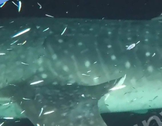 86b26a31-dc47-4fd1-9964-c8cfabc7aff2