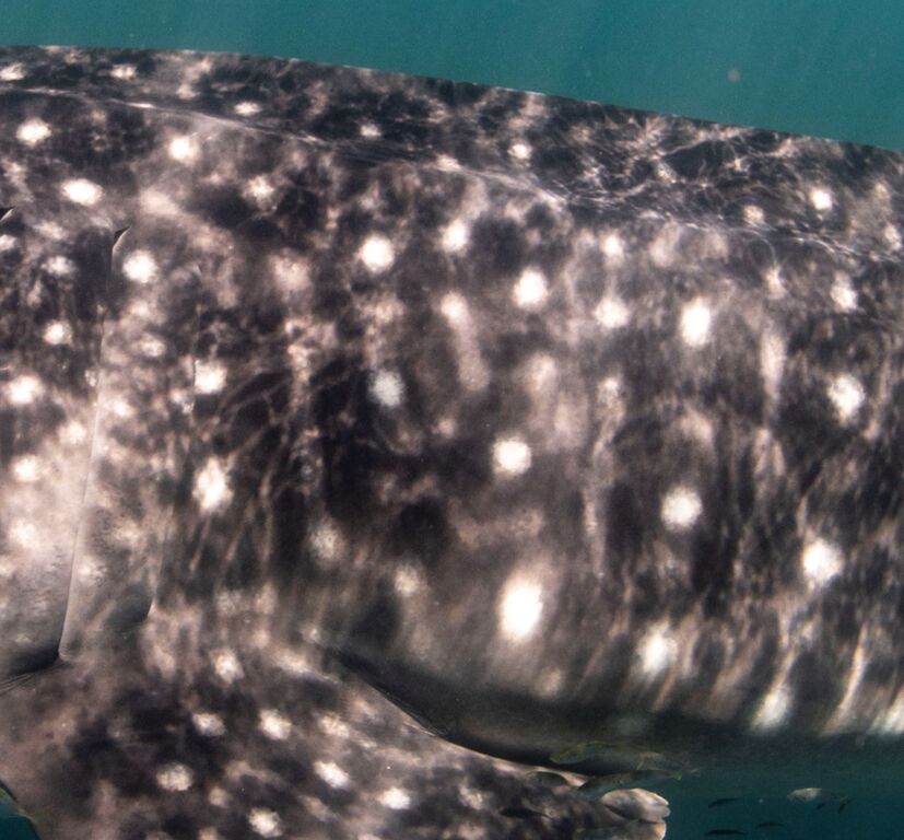 43f8e2f1-df52-48a5-a68b-deab23b95d23