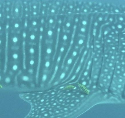 50835134-af83-496f-9ec3-9ae7100474aa