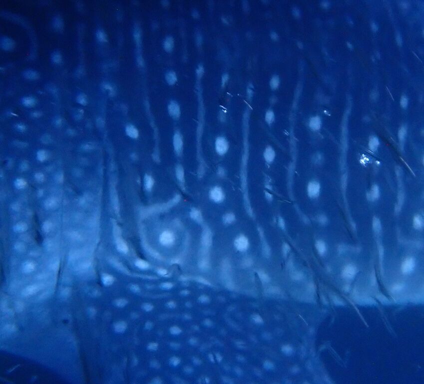 edc8186c-8fd0-4698-b065-ae8c3c031611